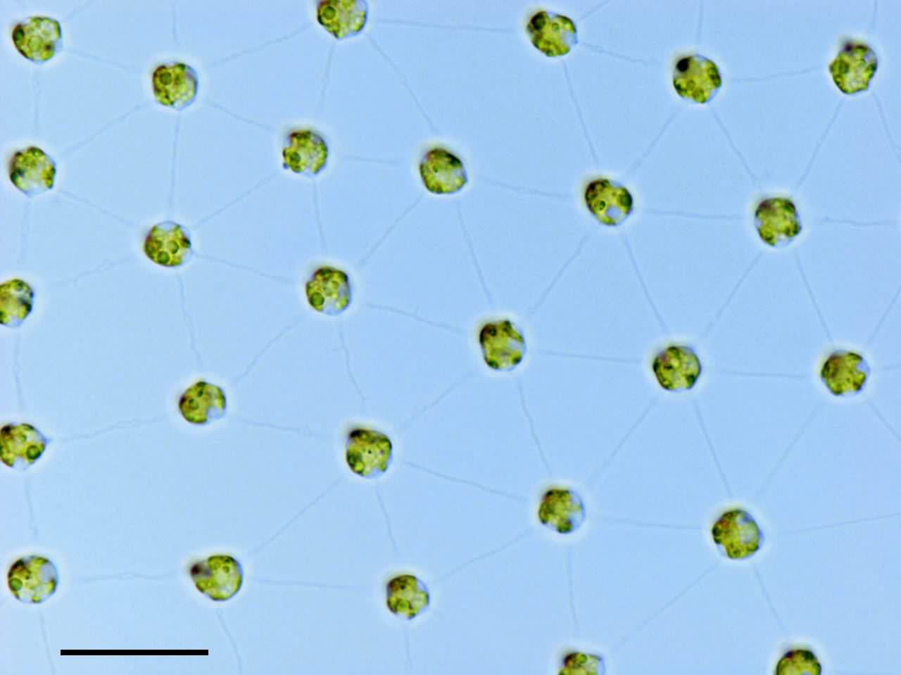 緑色植物門 ボルボックス Volvox の画像集