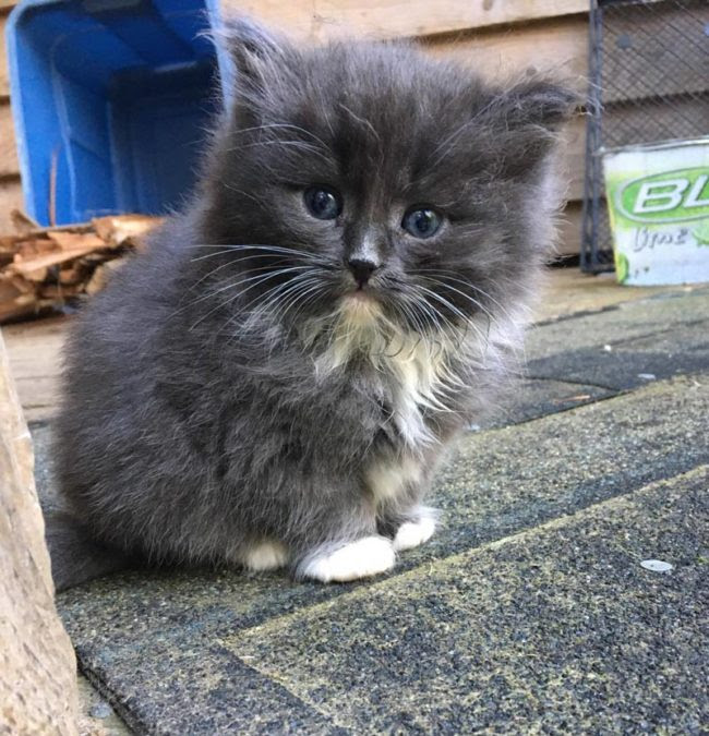 My friend's cat had kittens, this one was a bit slower than the rest, his head was a bit bigger, he doesn't like to wrestle, he's very calm and wants to cuddle instead, meet Regulus