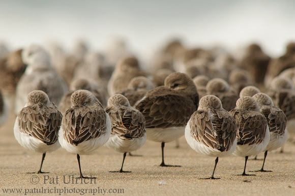 Photograph of sleeping sandpipers in Point Reyes National Seashore