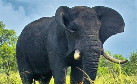 contoh hewan mamalia  langka jawkosa