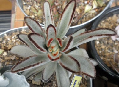 ツキトジの種類は色々あります 狭い庭を花いっぱいにする育て方 楽天ブログ