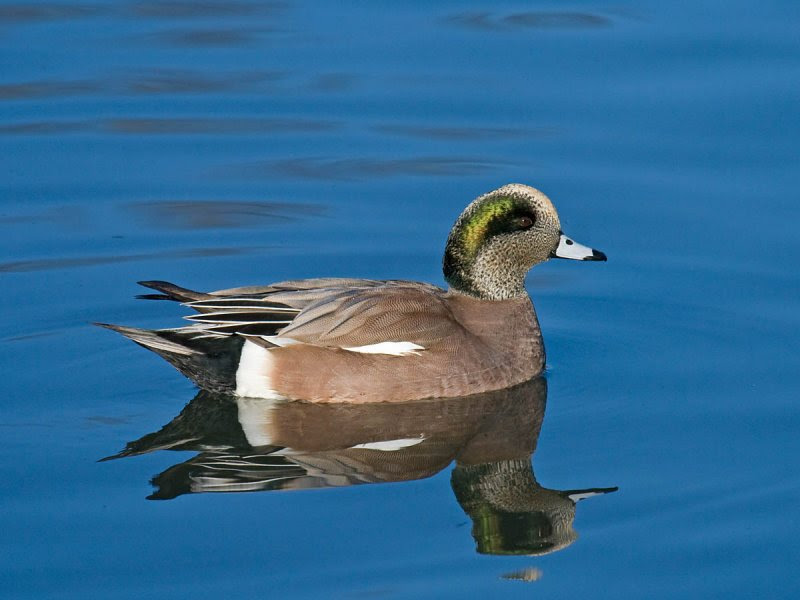 American Wigeon