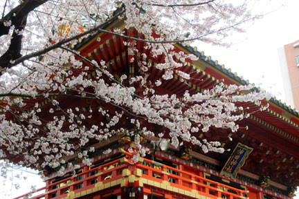 神田明神の桜 満開 そしてラブライブ イケてる モノ コト