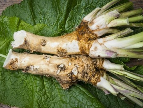 Cải ngựa là bài thuốc dưỡng trắng hiệu quả trong Đông Y.