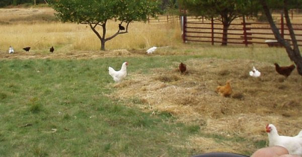 free 
range chickens