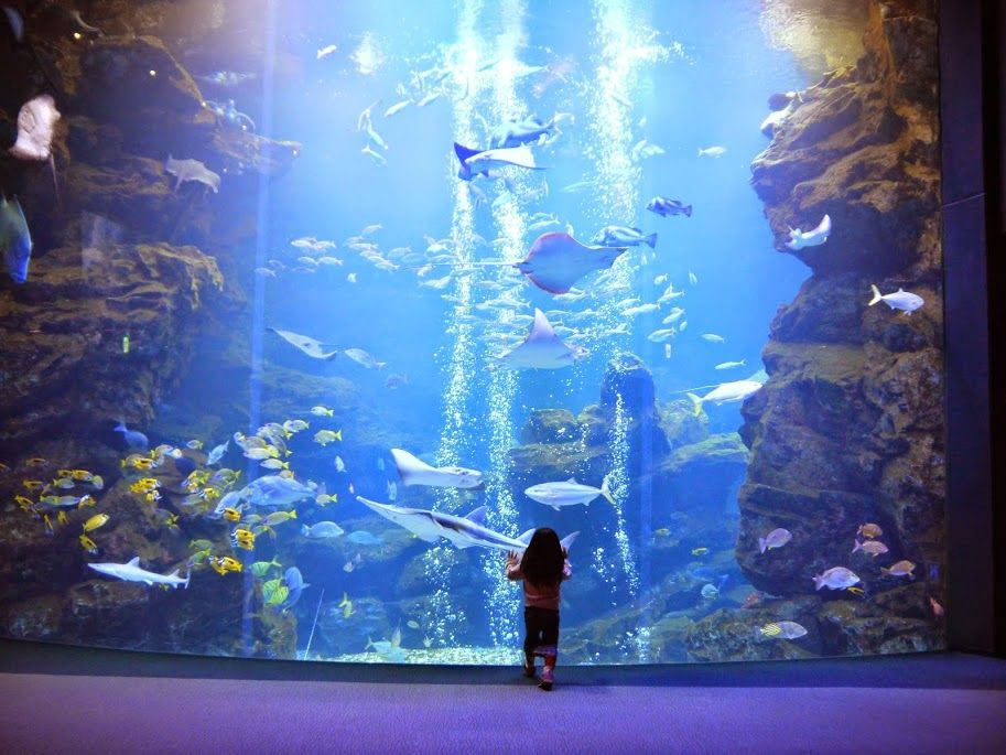 旅の専門家おすすめ 一度は行きたい国内の美しい水族館10選 トラベルjp 旅行ガイド
