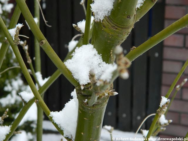 śnieżna zima w przydomowym ogrodzie ogród w śniegu