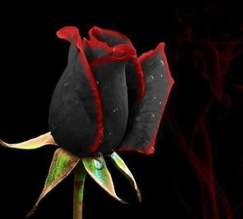 トルコの一部にのみ生息する黒い薔薇 花言葉は 決して滅びることのない愛 Netgeek