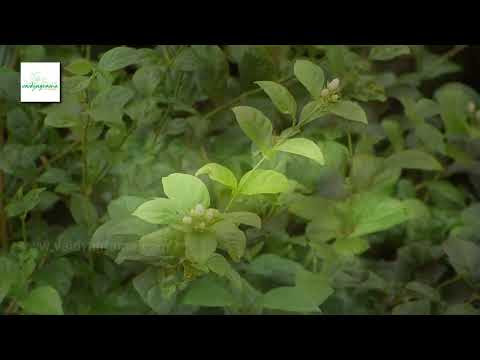 Kujutis