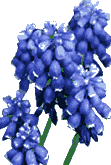 Tassel hyacinth