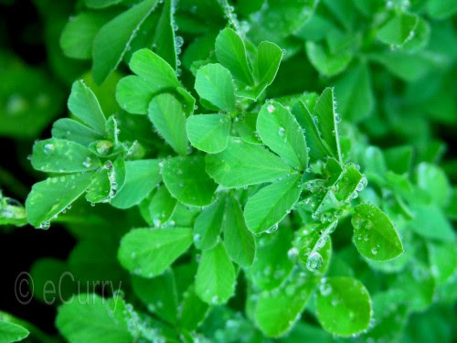 Methi