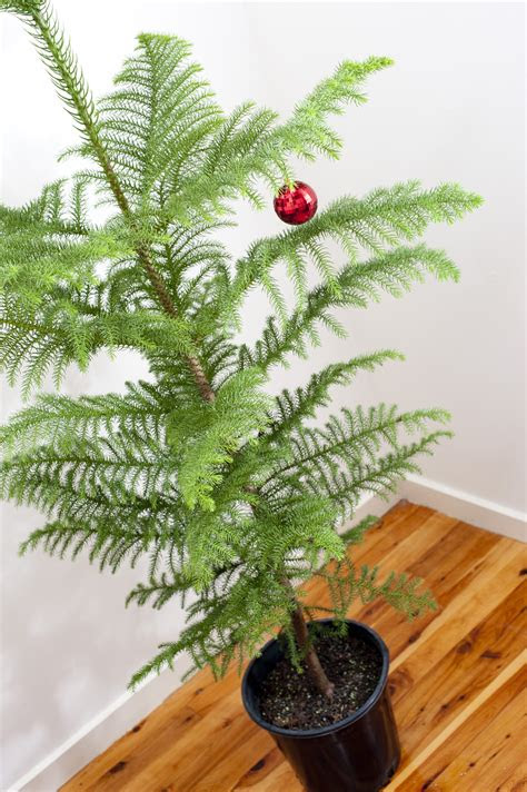 photo  sparsely decorated christmas tree