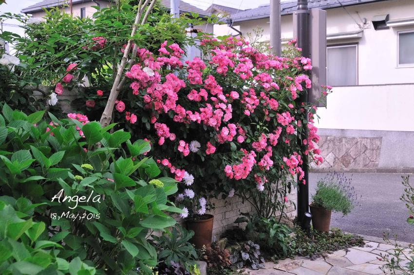 Change My Garden Change My Life 前庭のつるバラ アンジェラ つるアイスバーグの誘引
