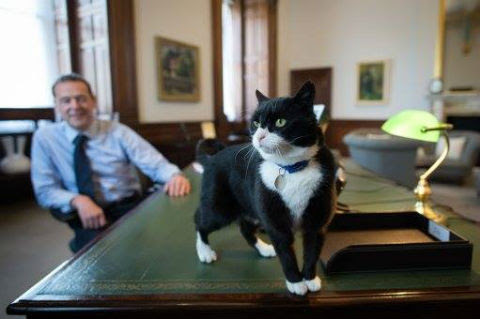 猫がイギリス外務省に 野良猫から ネズミ捕獲長 へと大出世 セカバラ 世界バラエティニュース