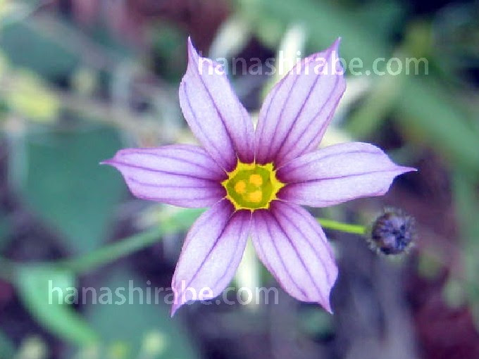 ニワゼキショウ 花しらべ 花図鑑