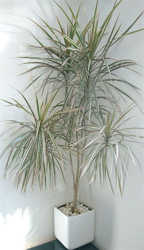 Tree peony (paeonia suffruticosa), chinese peony (paeonia lactiflora) grow a peony, and you'll quickl. Dracaena Marginata (Madagascar Dragon Tree) Guide | Our