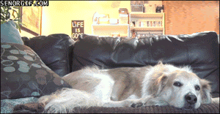 dog hop