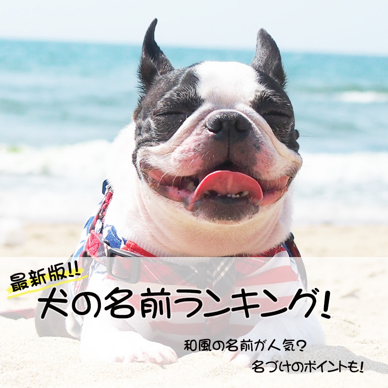 最新版 犬の名前ランキング 和風の名前が人気 名づけのポイントも
