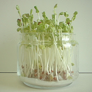 意外と簡単に育てられる レタスの水耕栽培にチャレンジしよう