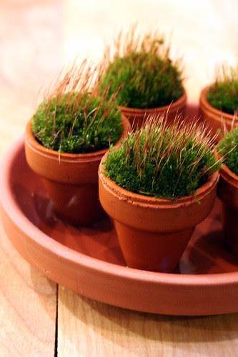 tiny moss experiment