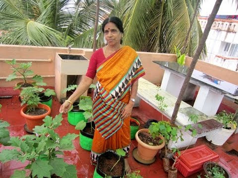 Devaki's Tips For Setting Up A Terrace Container Garden!