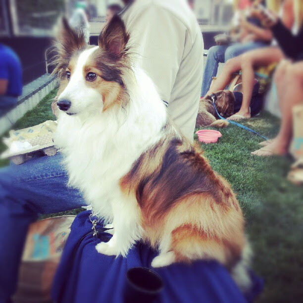 1000+ images about Collie/Sheltie Love on Pinterest 