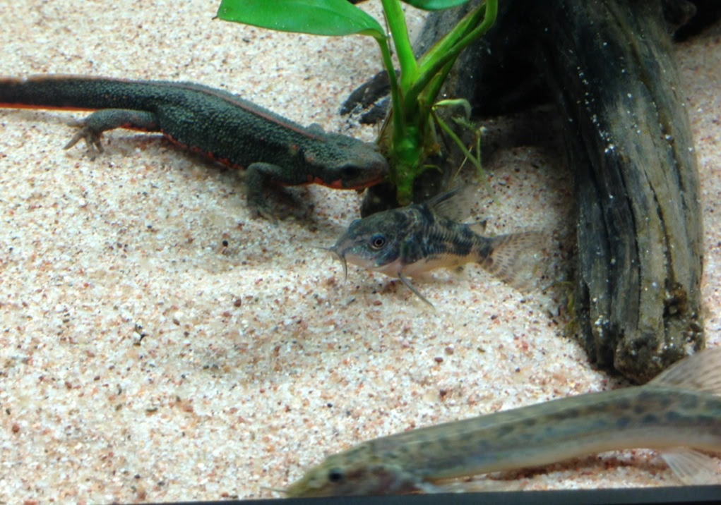イモリの飼い方 混泳編 イモリでアクアリウム