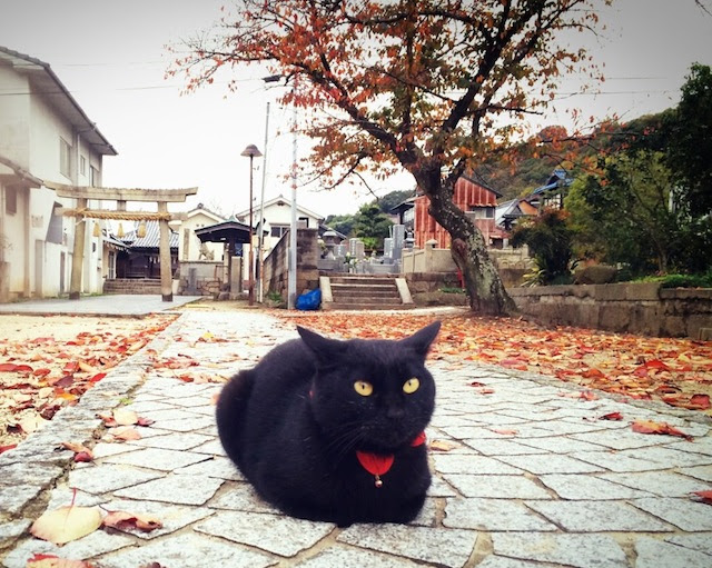 尾道で猫をかわいく撮影する7つのコツ Tabippo Net