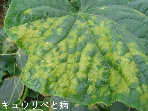 研究概要