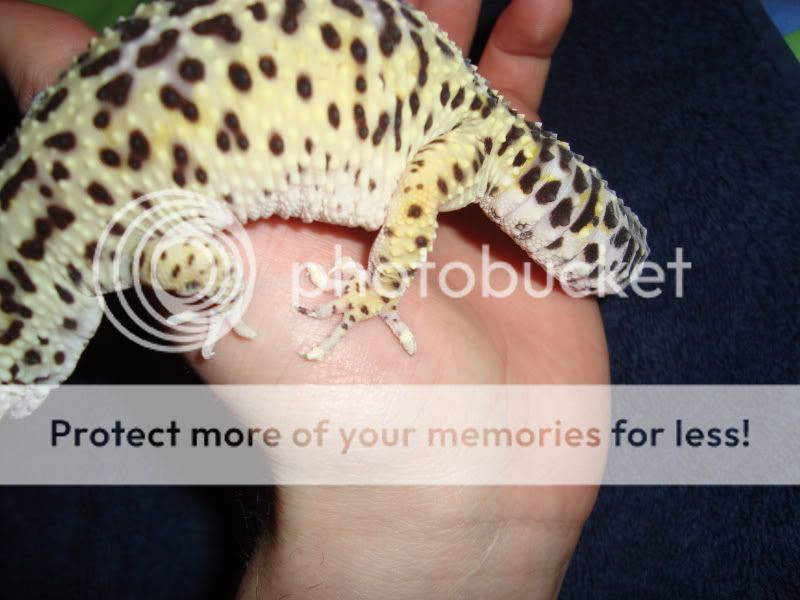 leopard gecko help - page 2 - reptile forums