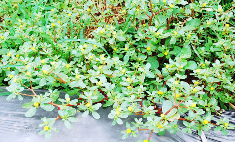 15 Awesome Taman Bunga Krokot Taman