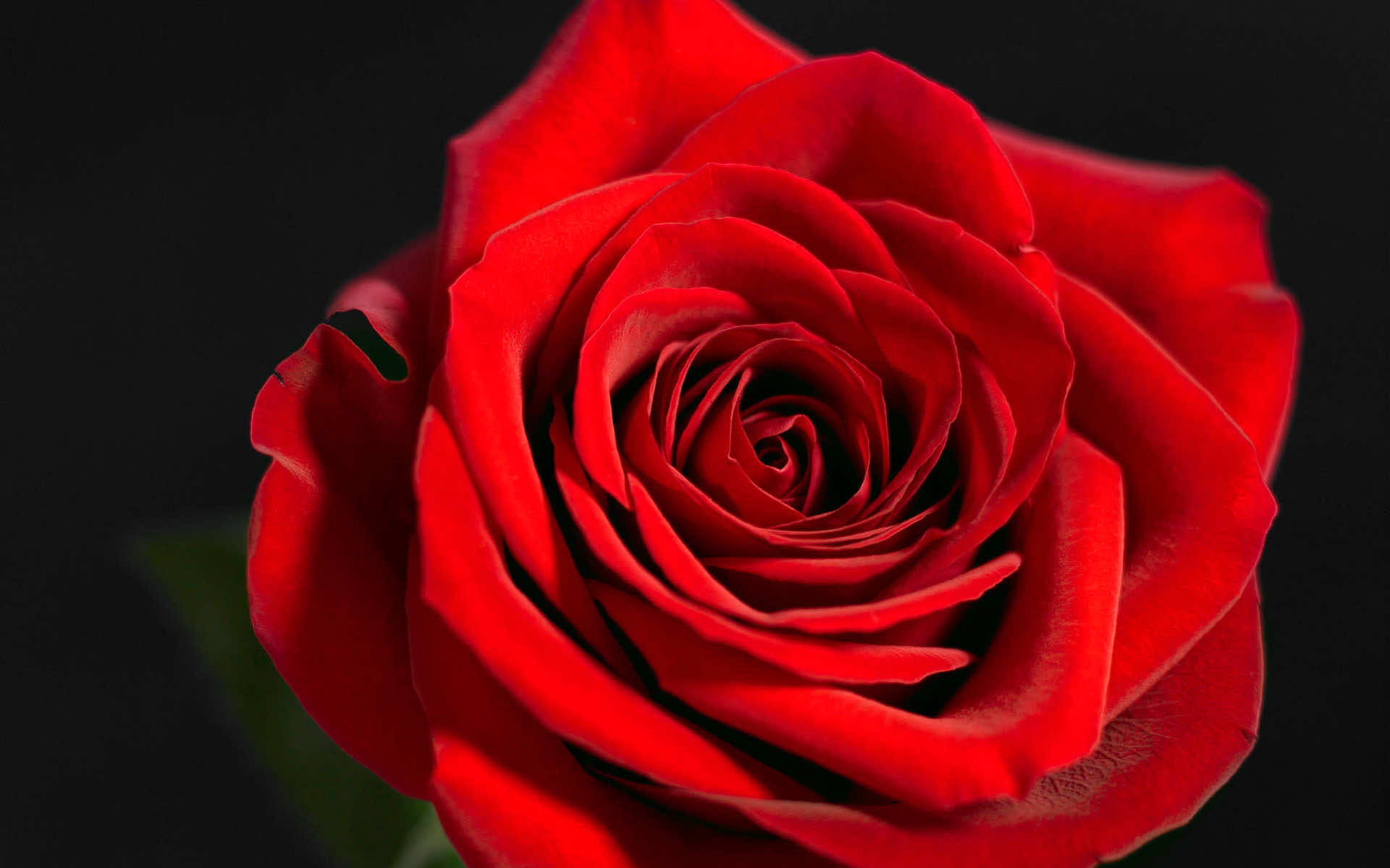 74 Rose Wallpaper For HD Download 74 Rose Wallpaper For HD Download