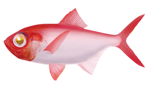 深海魚 イラスト Irasutombledos
