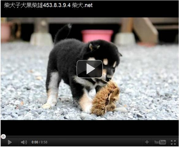 よちよちすぎて酔っぱらいのごとく歩く黒柴子犬 犬動画 犬動画のまとめブログ