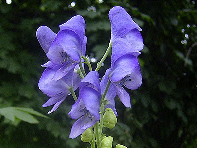 １０月８日の誕生花 トリカブトの花ことば カムとキクタンの大満足時代