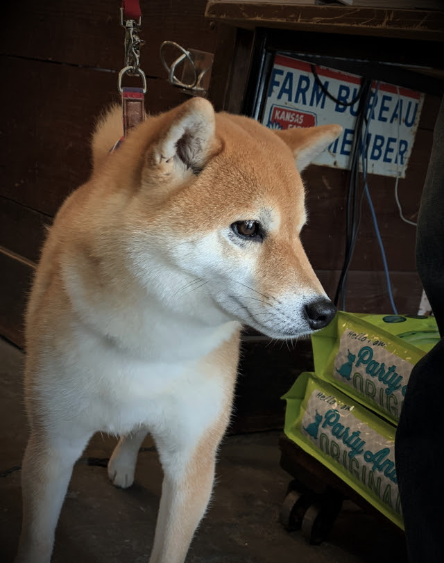 Deni S Store犬がいる生活