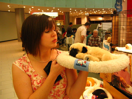 cute puppies and kittens