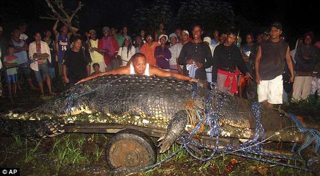 Giant catch: Mayor Cox Elorde of Bunawan township, Agusan del Sur Province, pretends to measure a huge crocodile which was captured by residents and crocodile farm staff along a creek in Bunawan