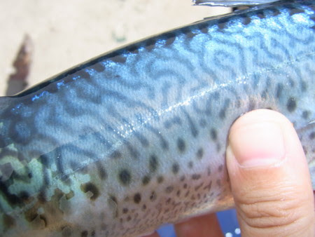 f:id:kkomiyama:20090922114502j:image f:id:kkomiyama:20090922114502j:image