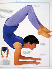 ヘッドスタンドからスコーピオン Zz S 壁新聞