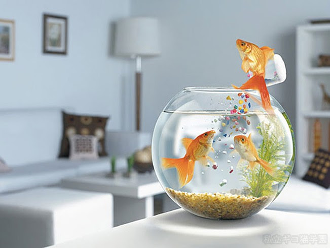 勝手に食べる金魚 私立ギコ猫学園