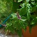 mint flower