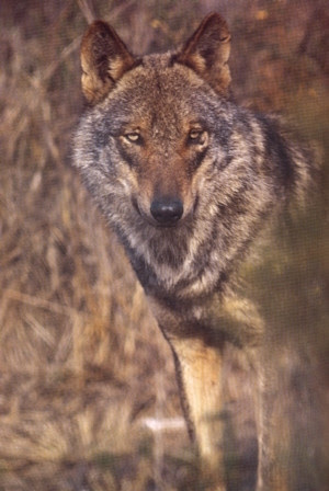 Habitat du loup