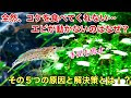 √ エビ 水草 食べる 118118-エビ 水草 食べる