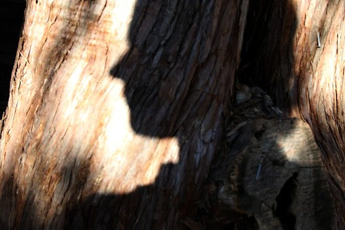 i am a wood nymph