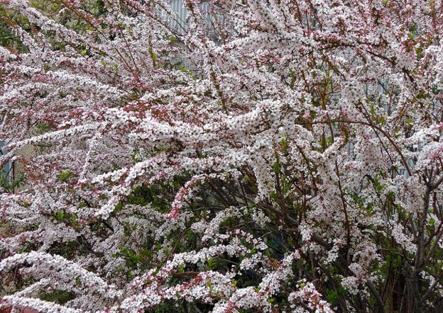 ユキヤナギ ピンク 1 写真共有サイト フォト蔵