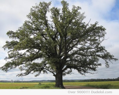 350-year-old-oak-tree-For-scale-my-bike-is-at-the-base-xpost-from-trees