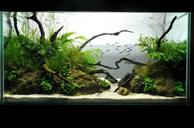 Aquascaping categoriesmy own take on it. AquaScaping