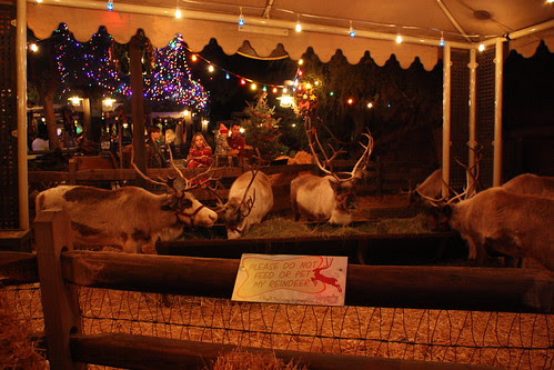 Excellent Christmastime at Disneyland 500 x 333 · 176 kB · jpeg