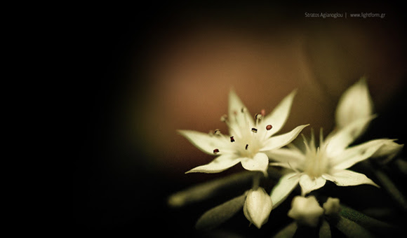 eee pc wallpaper. minibook flower eee eeepc